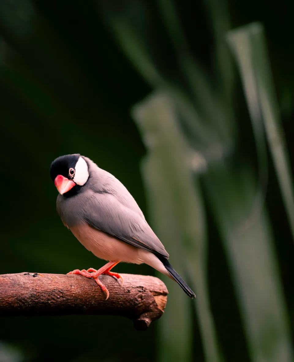 Java finch, Hong Kong